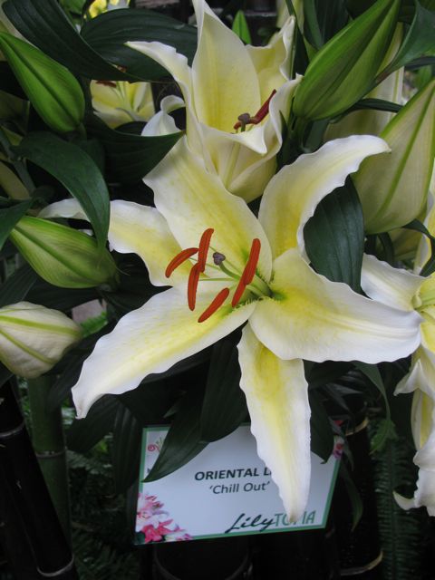Oriental Lily Chill Out